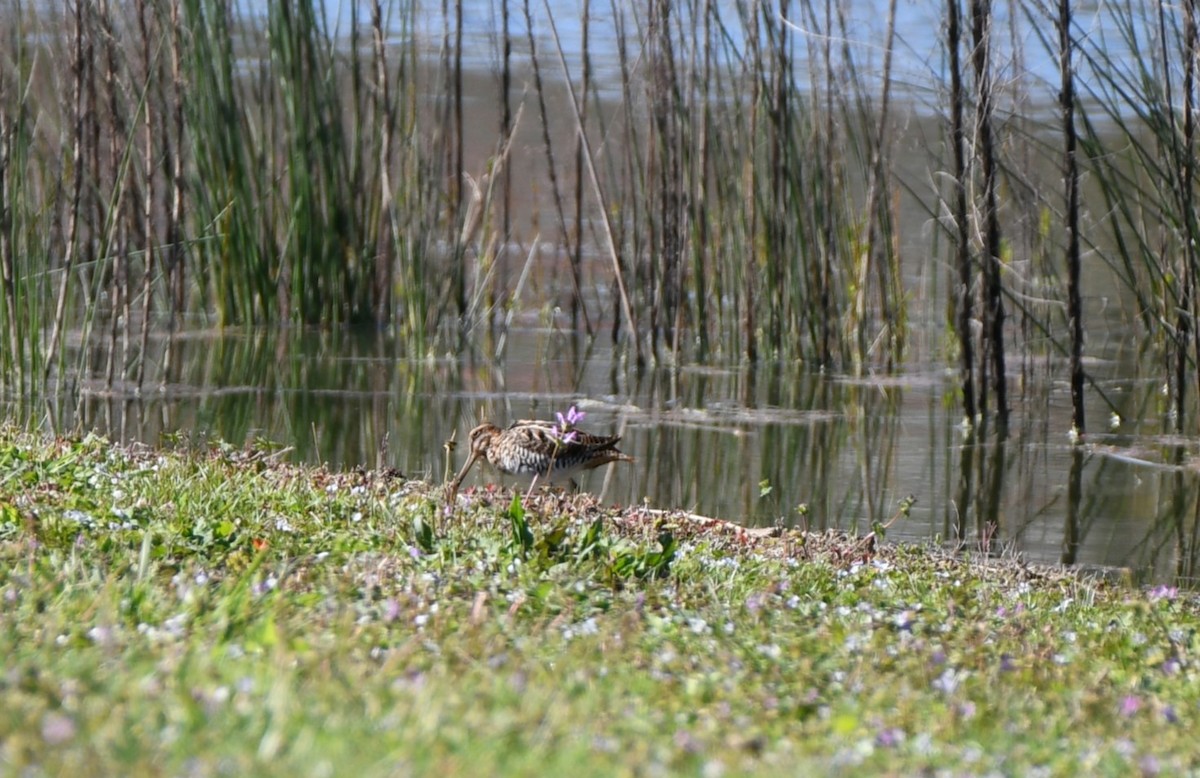 Wilson's Snipe - ML616675980