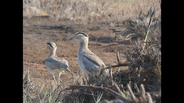 Peruvian Thick-knee - ML616675984