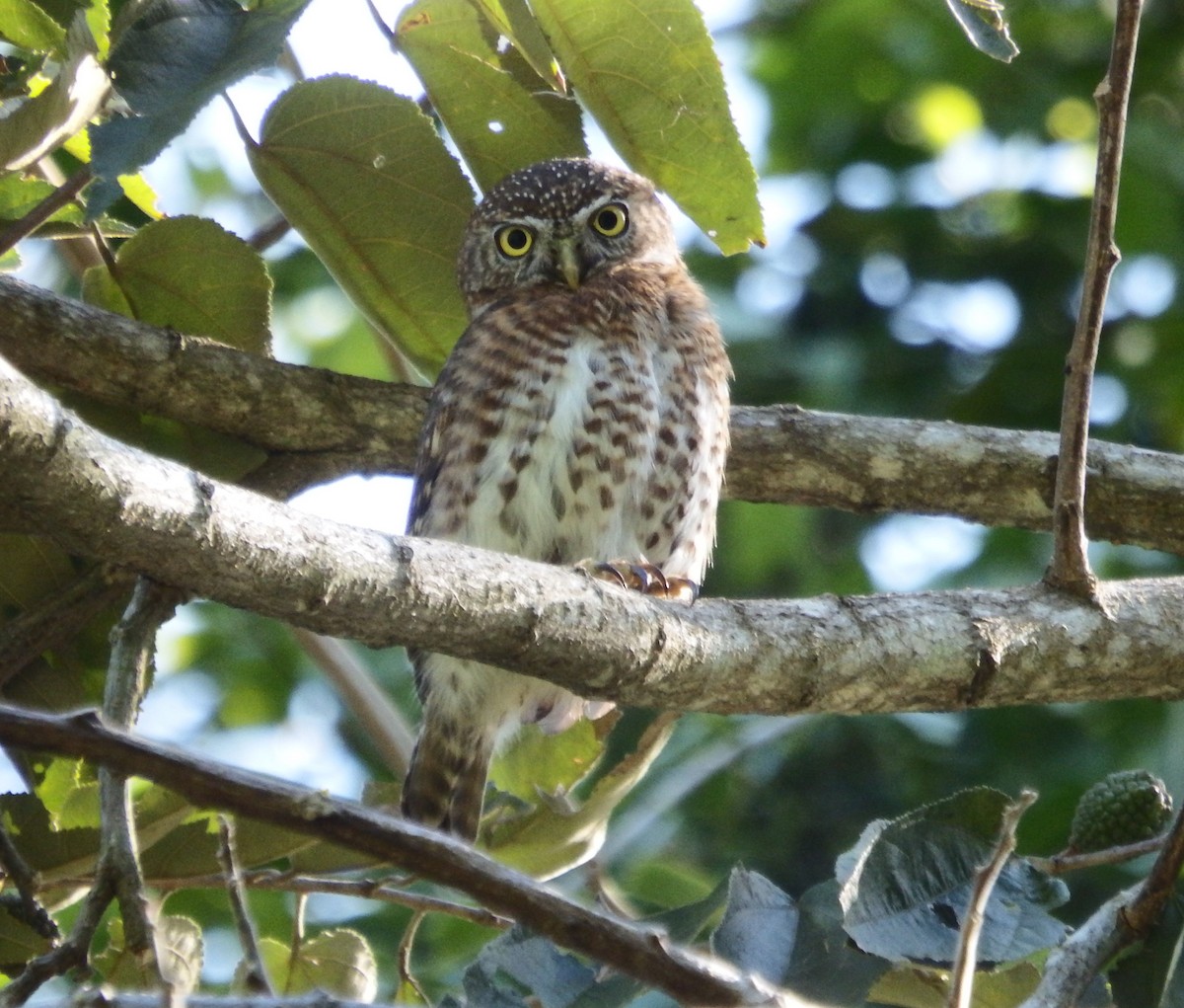 Cuban Pygmy-Owl - Ramón Hondal