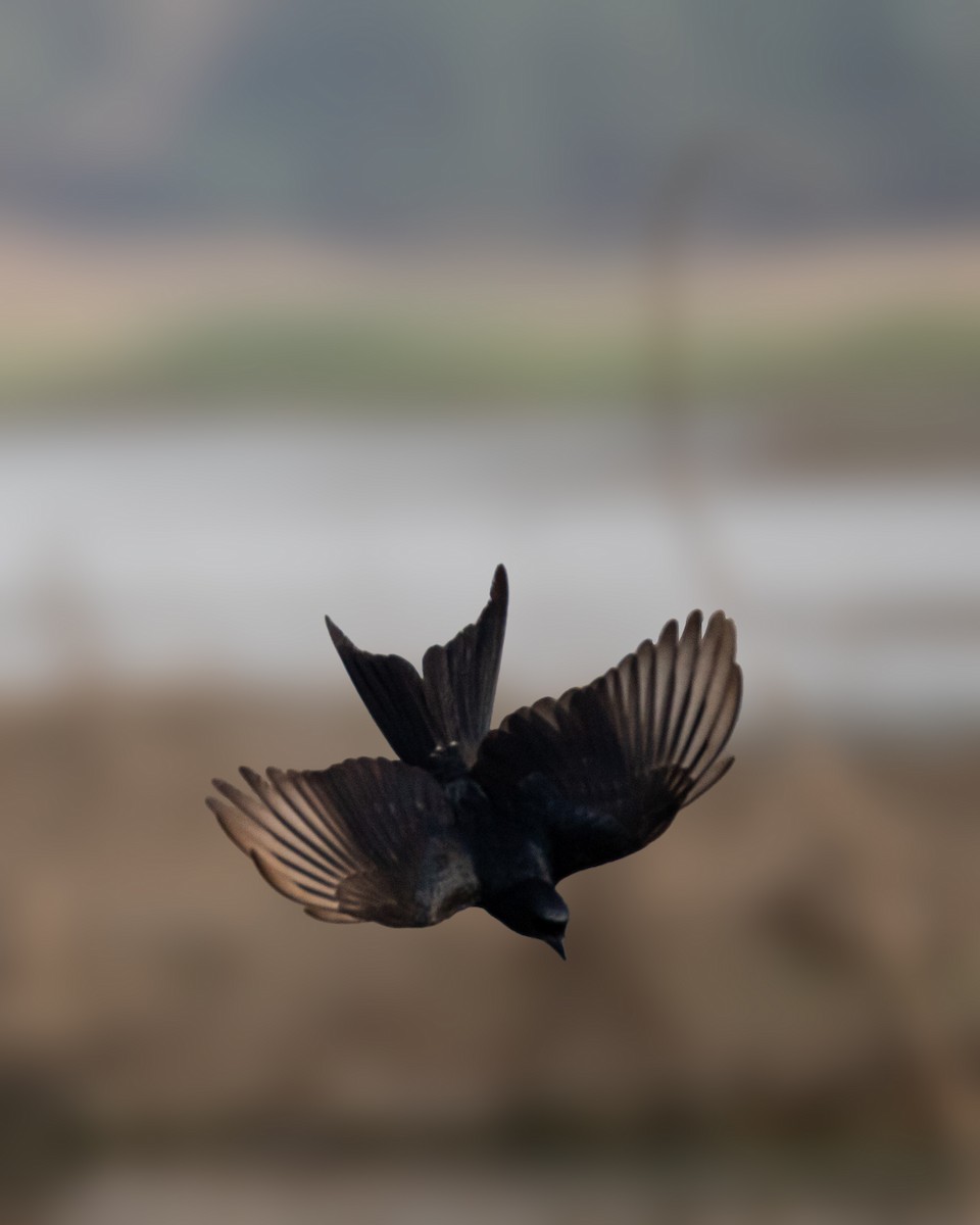 Black Drongo - ML616676013