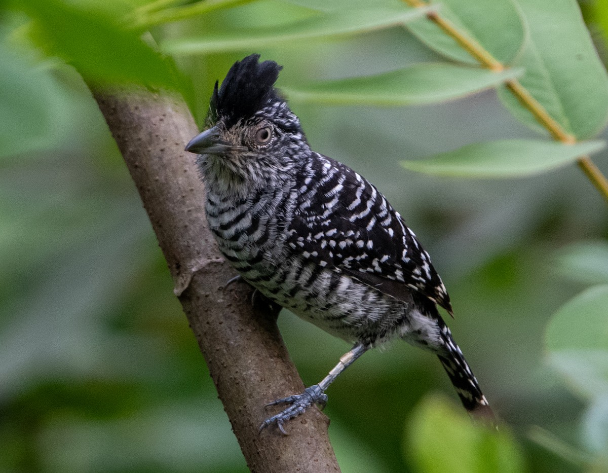 Barred Antshrike - ML616676044