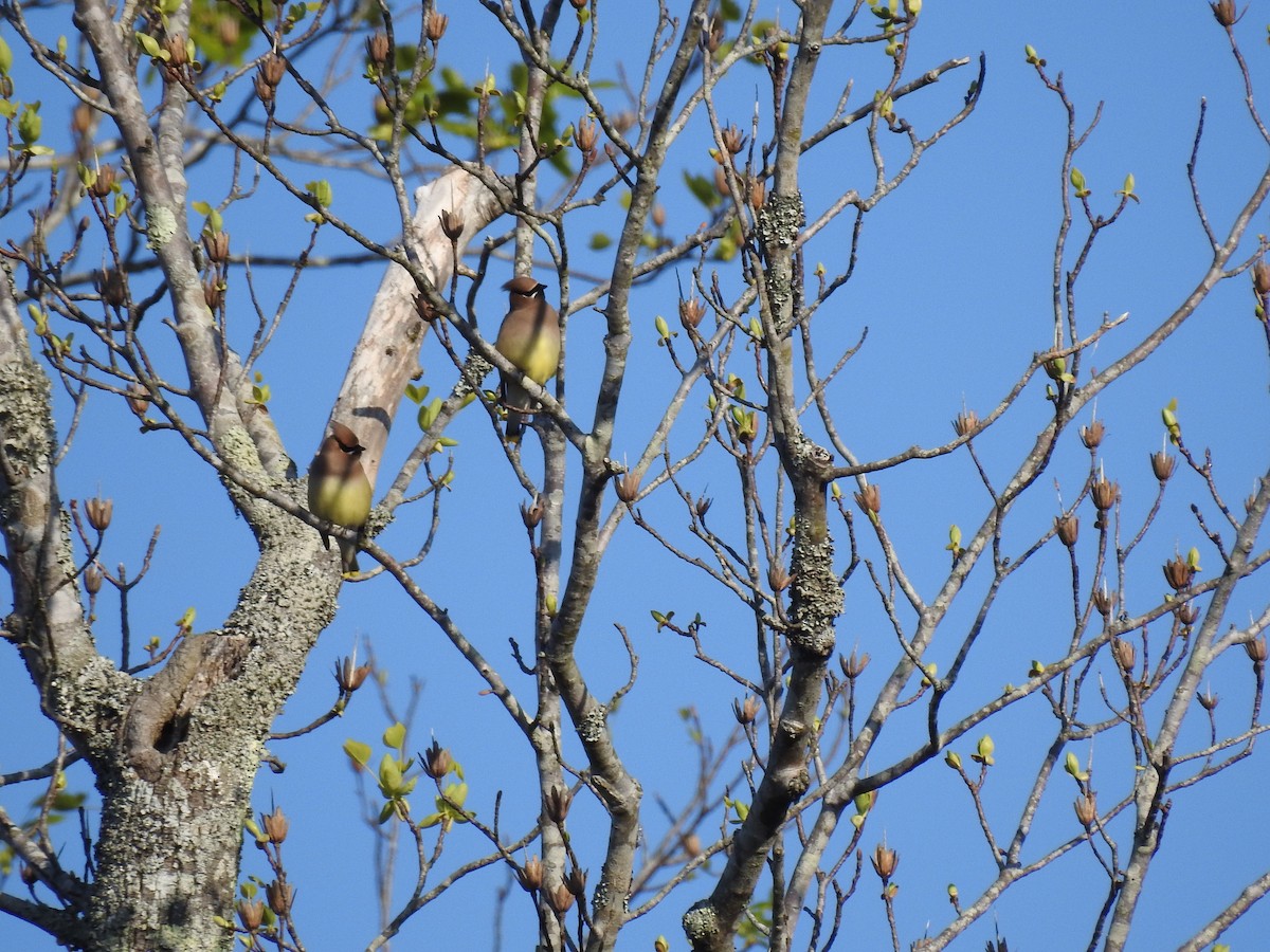 Cedar Waxwing - Laura Mae