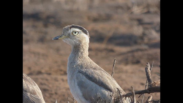 Peruvian Thick-knee - ML616676047