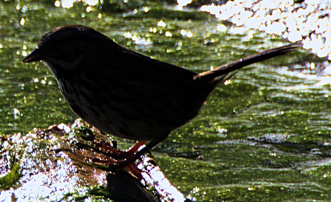 Song Sparrow - ML616676079