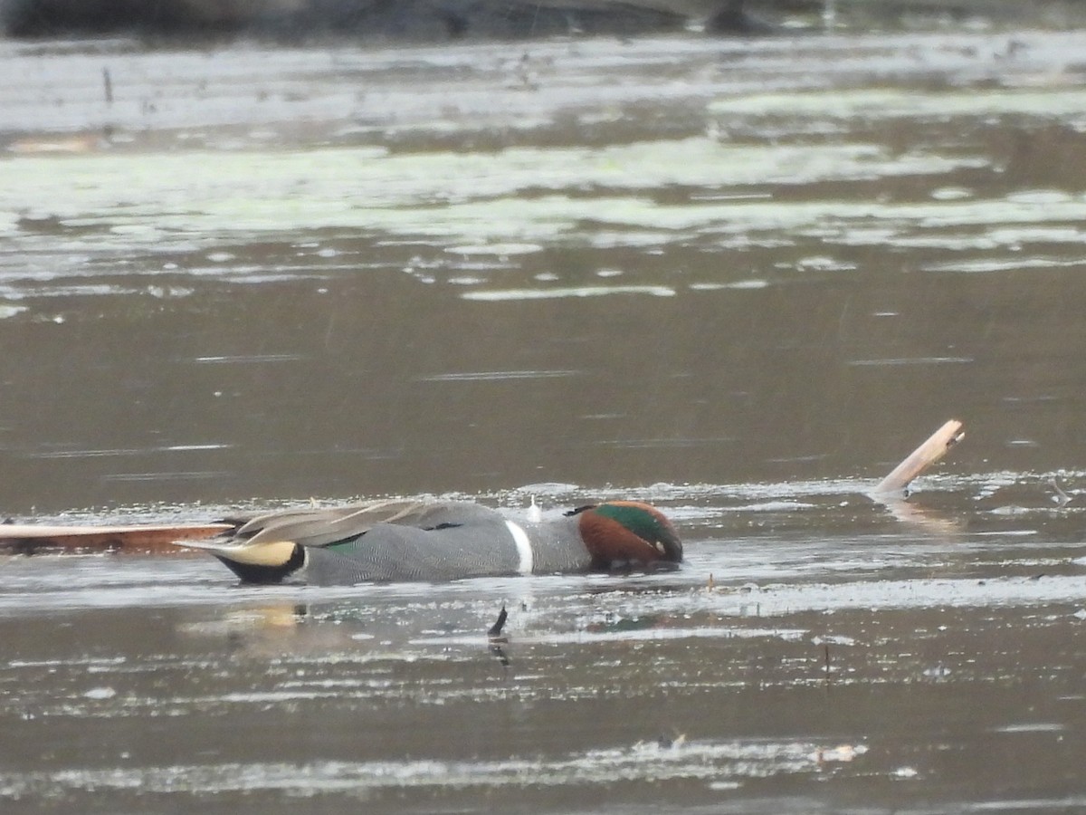 Green-winged Teal - ML616676101