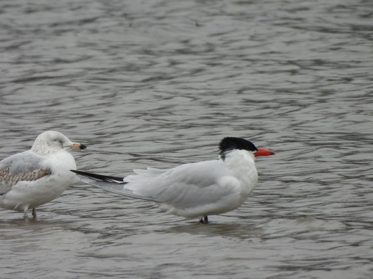 Caspian Tern - Armand  Collins