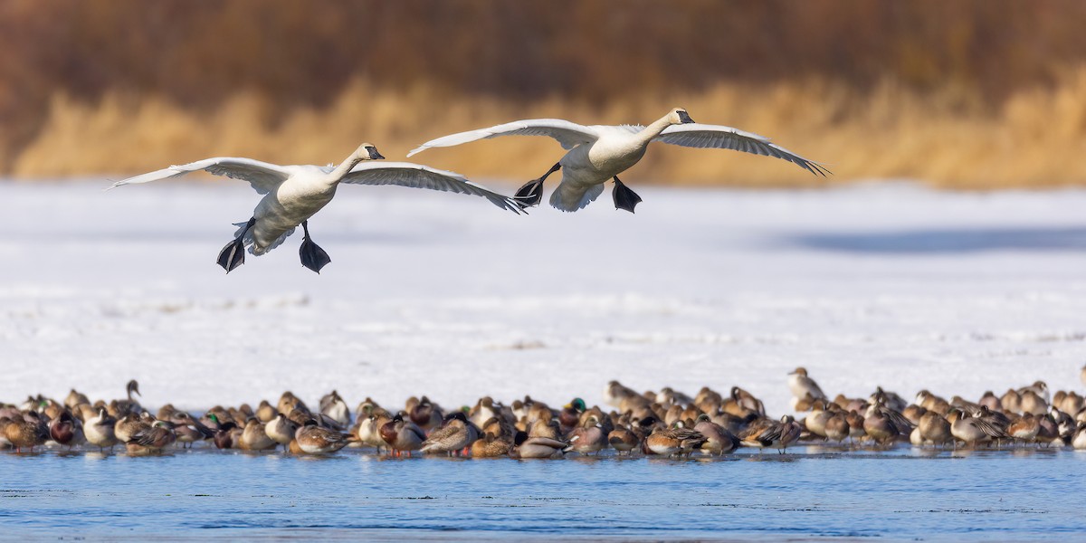 Trumpeter Swan - ML616676158