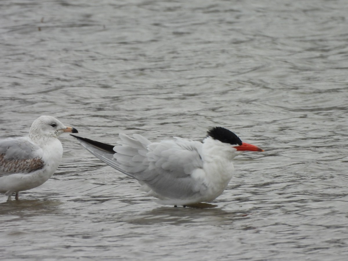 Caspian Tern - Armand  Collins