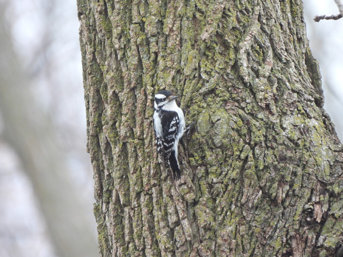 Downy Woodpecker - ML616676192