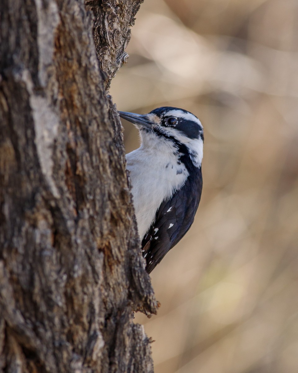 Hairy Woodpecker - ML616676228