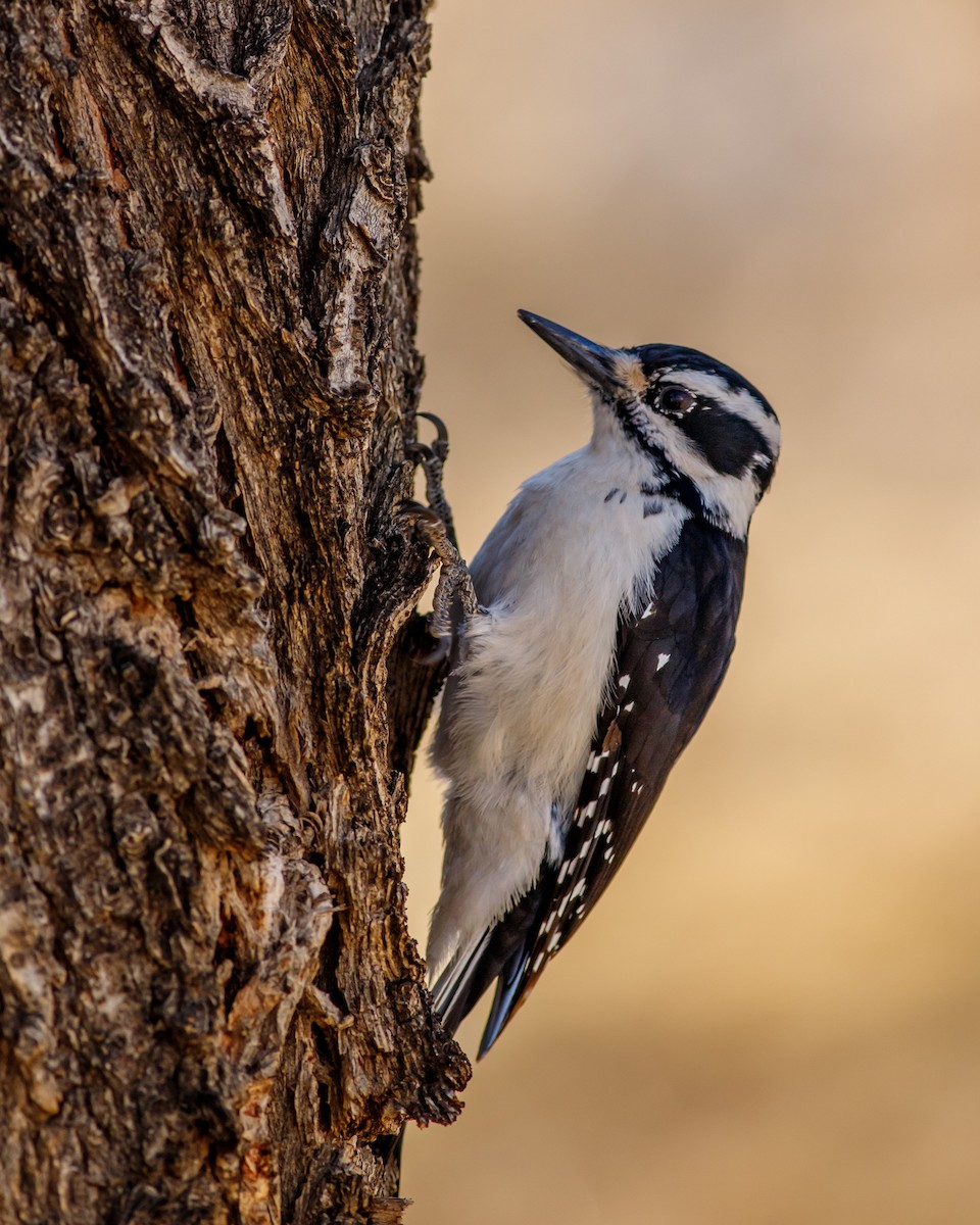 Hairy Woodpecker - ML616676229