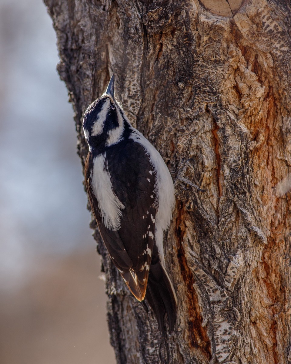 Hairy Woodpecker - ML616676240