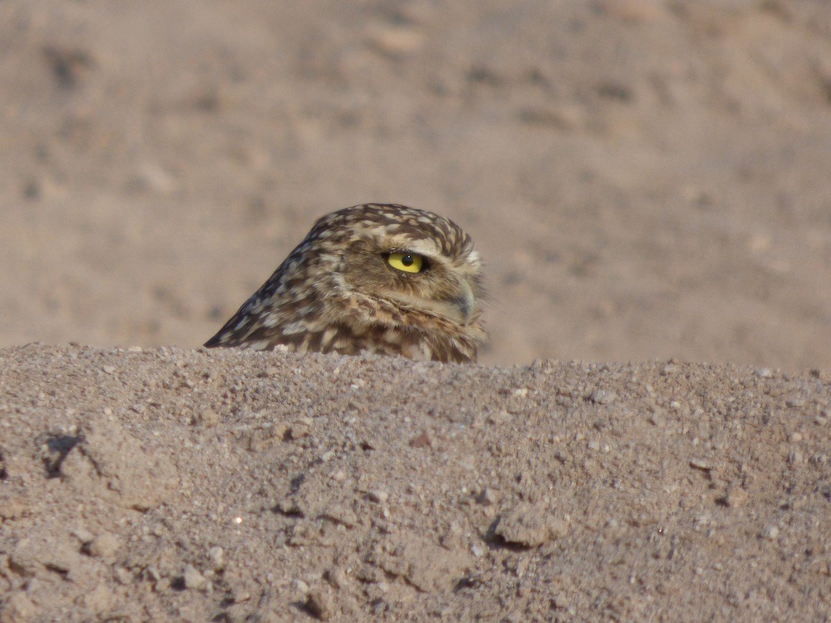 Burrowing Owl - ML616676251