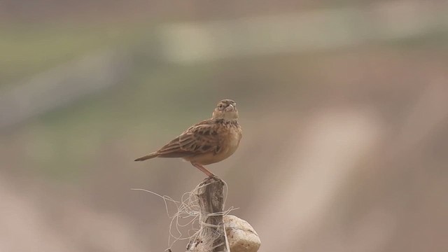 Singing Bushlark - ML616676340