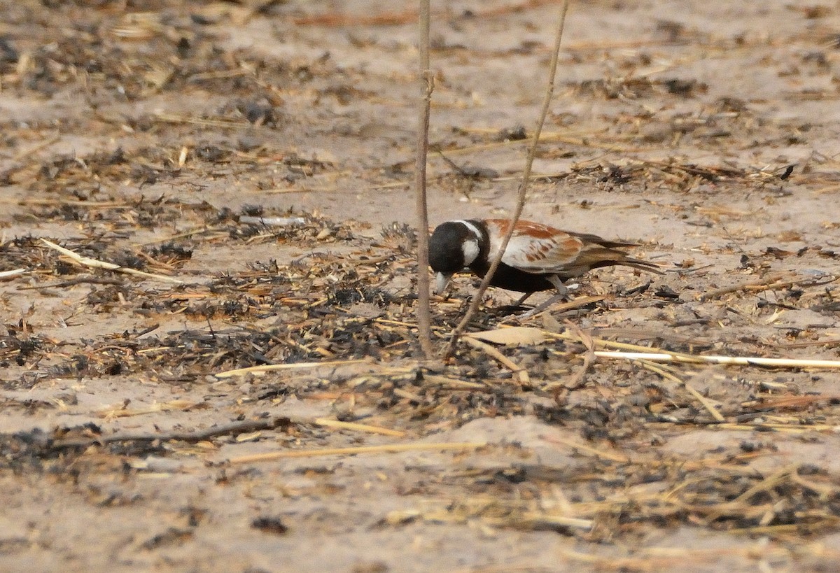 Chestnut-backed Sparrow-Lark - Carlos Alberto Ramírez