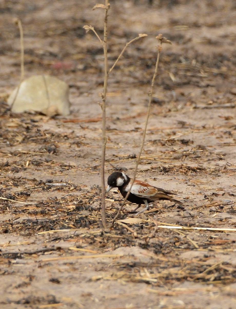 Chestnut-backed Sparrow-Lark - Carlos Alberto Ramírez