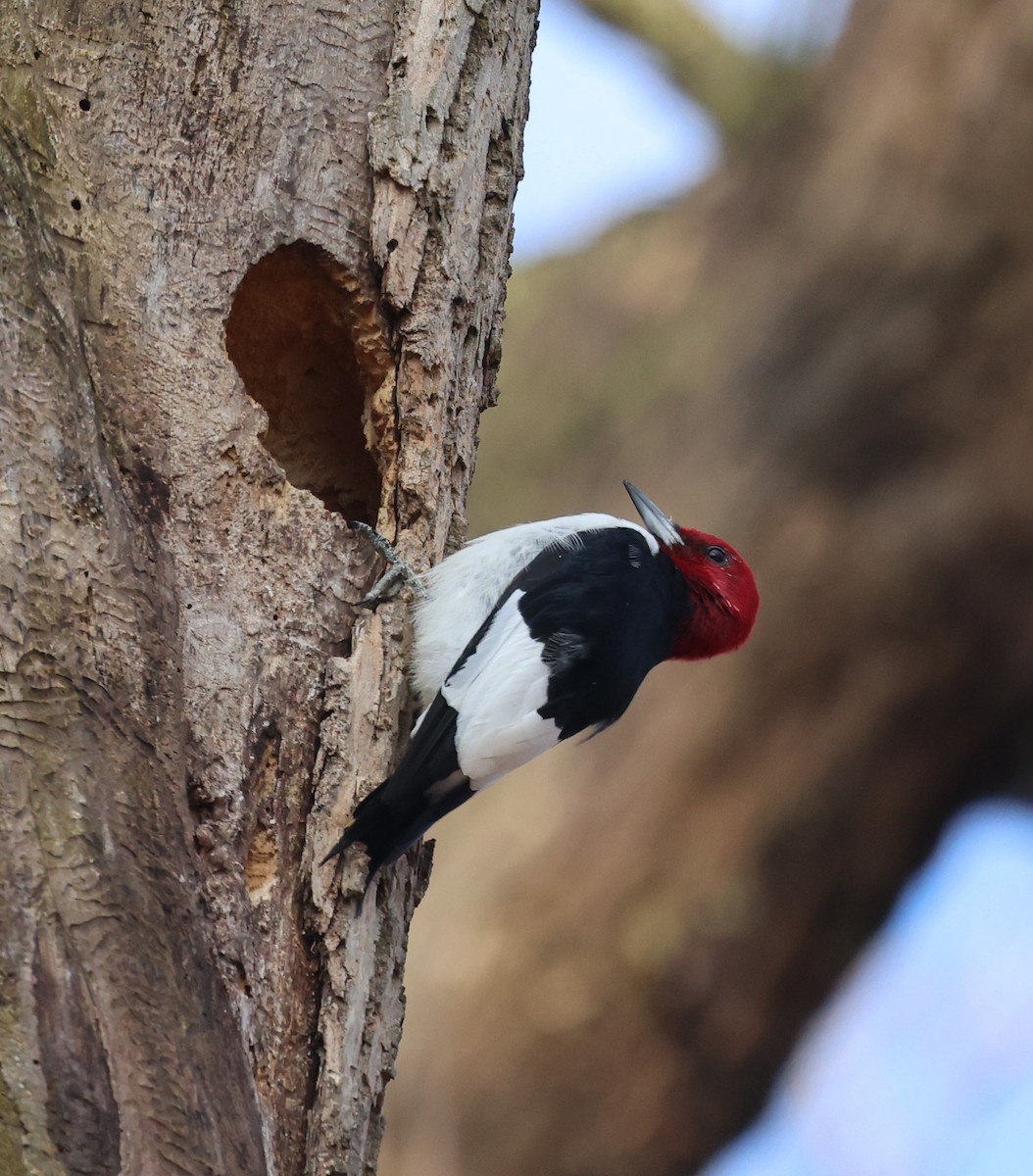 Red-headed Woodpecker - ML616676435