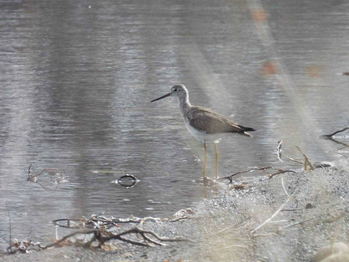 Greater Yellowlegs - ML616676456