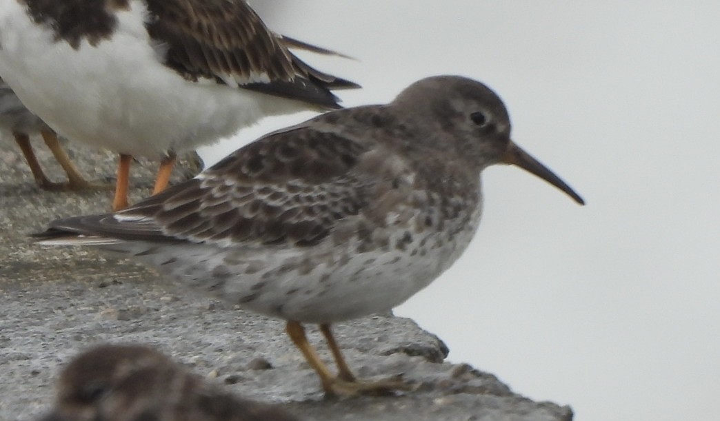 Purple Sandpiper - ML616676475