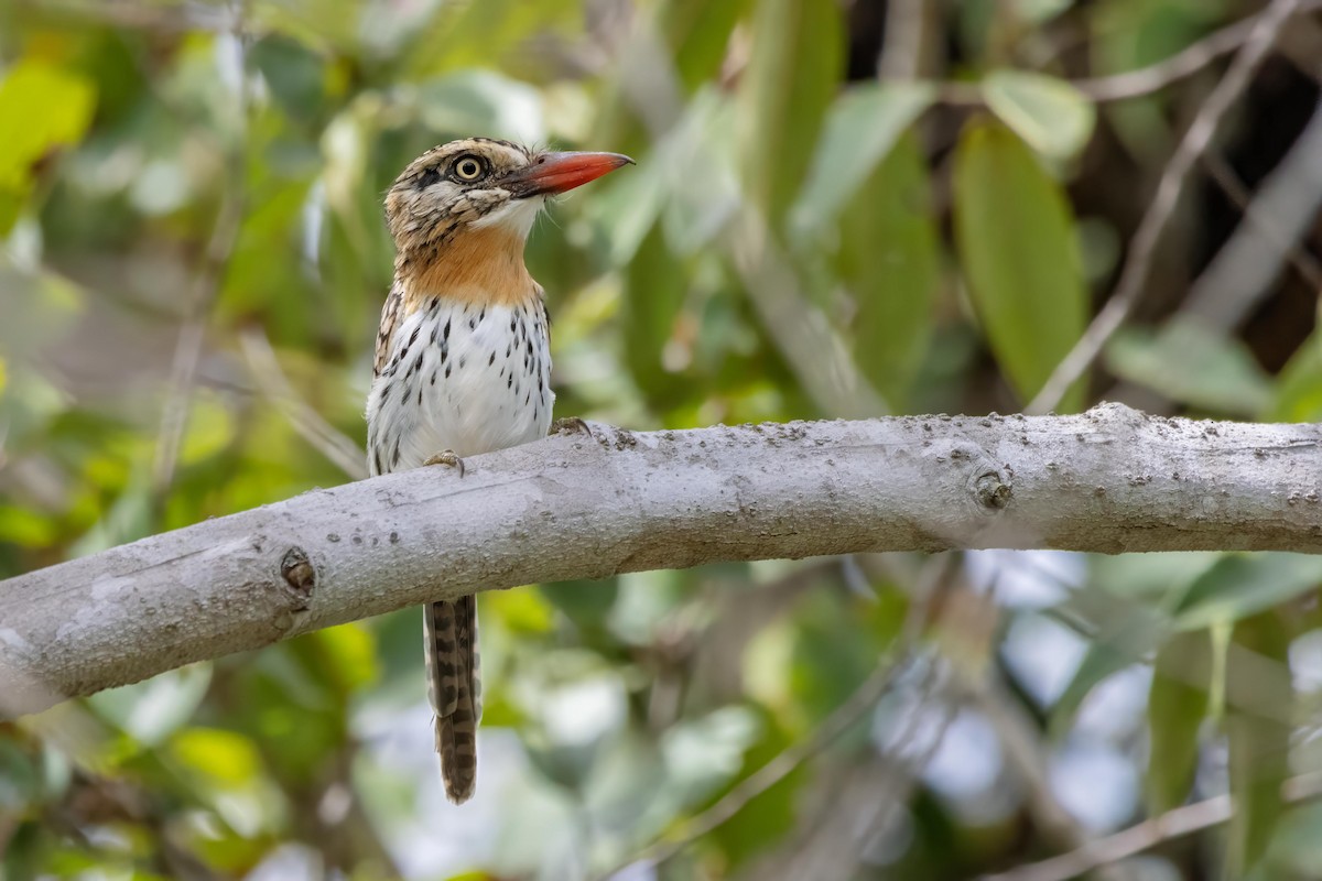 Spot-backed Puffbird - ML616676481