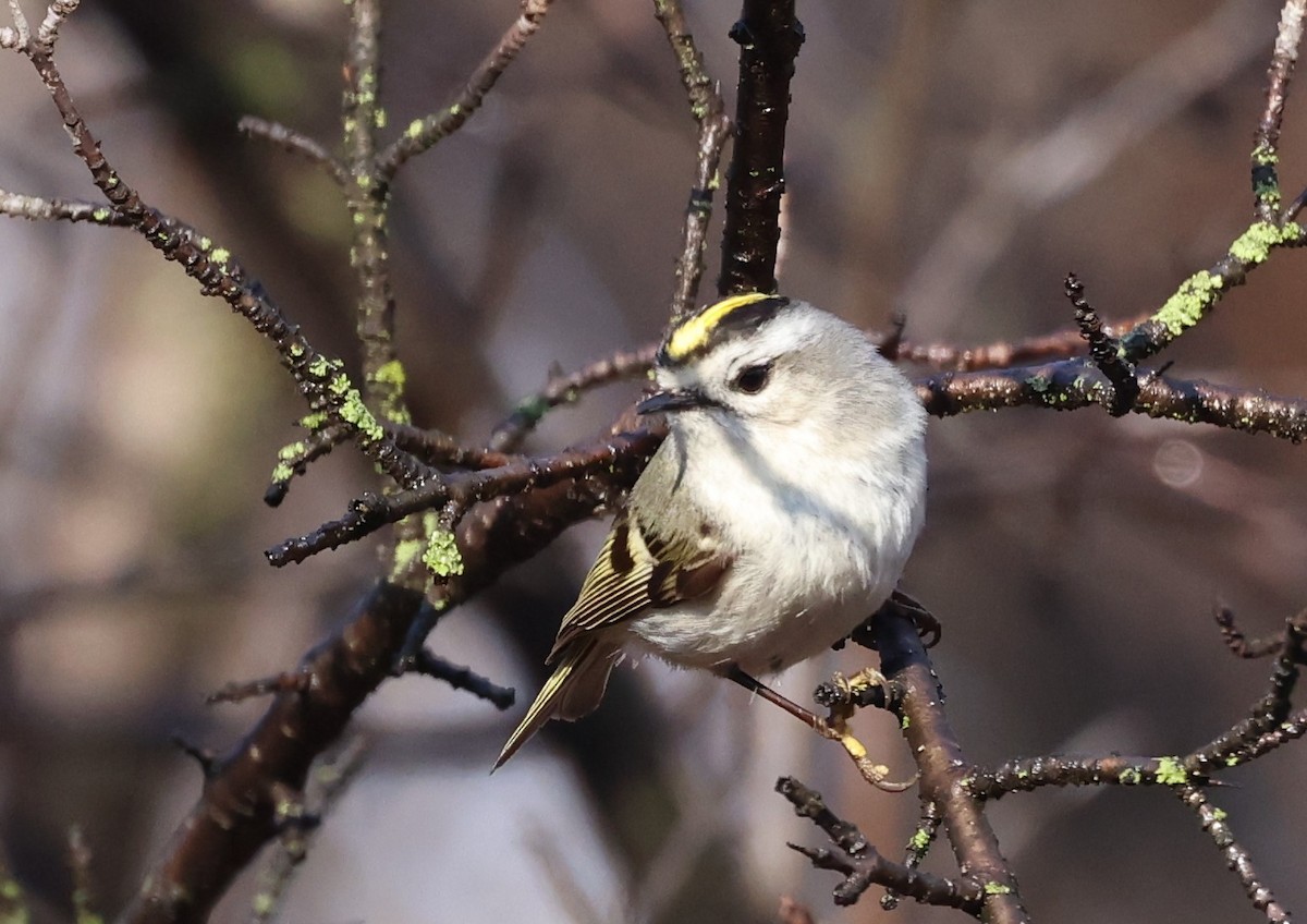 Golden-crowned Kinglet - ML616676502