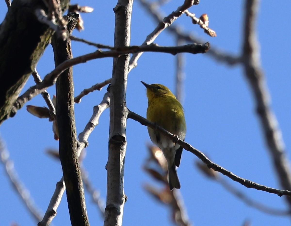 Pine Warbler - ML616676520