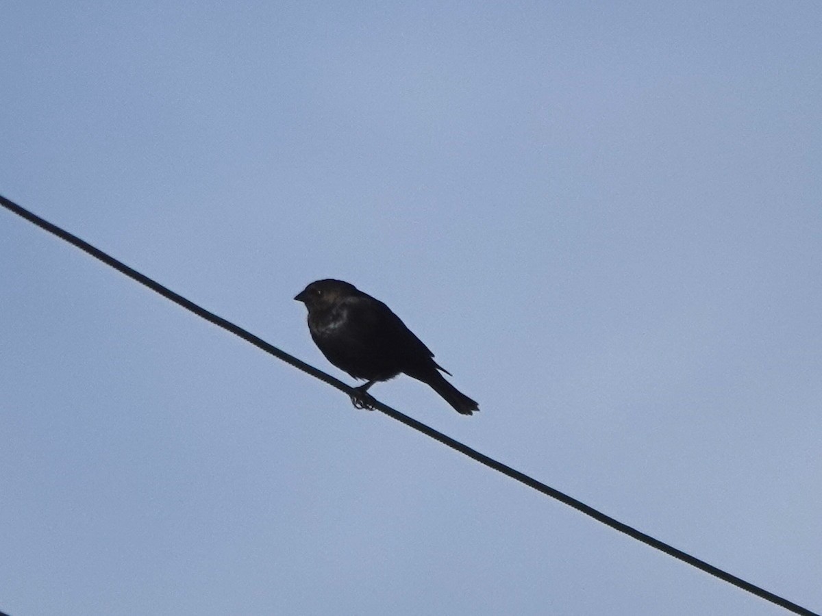 Brown-headed Cowbird - ML616676526