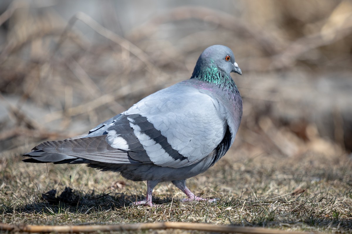 Rock Pigeon (Feral Pigeon) - ML616676573