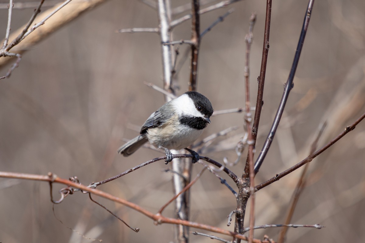 Mésange à tête noire - ML616676581