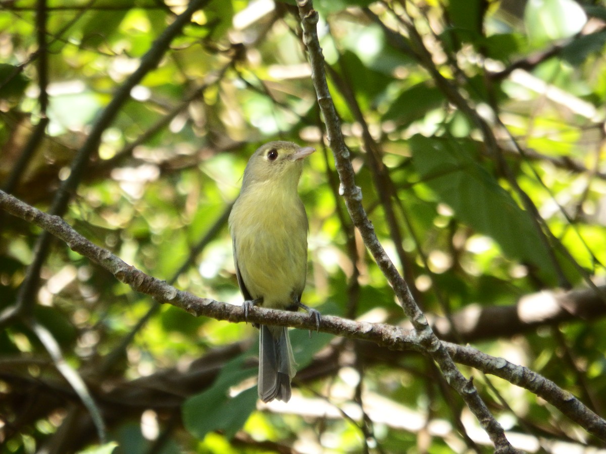 Cuban Vireo - Ramón Hondal