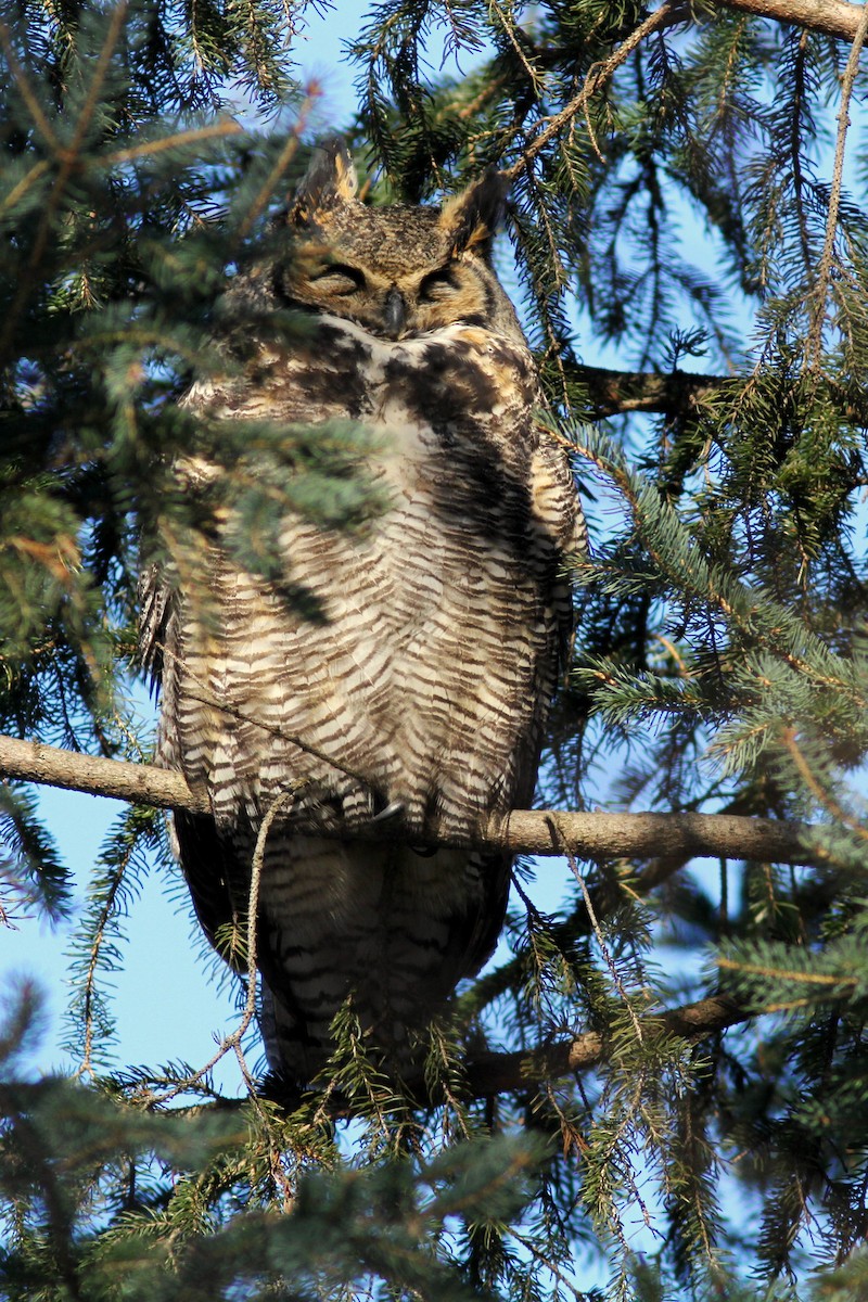 Great Horned Owl - ML616676711