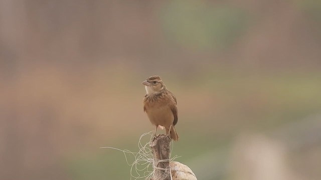 Singing Bushlark - ML616676749