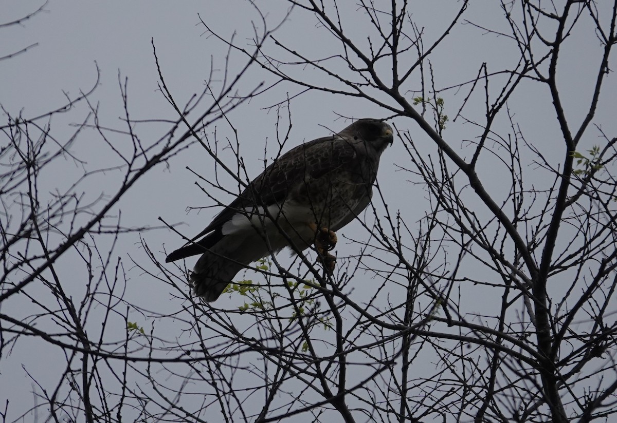 Swainson's Hawk - ML616676758