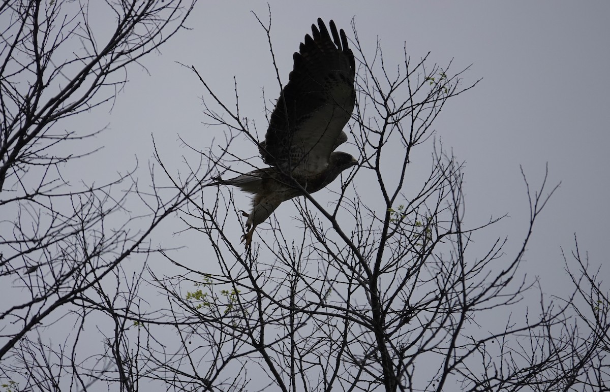 Swainson's Hawk - ML616676782