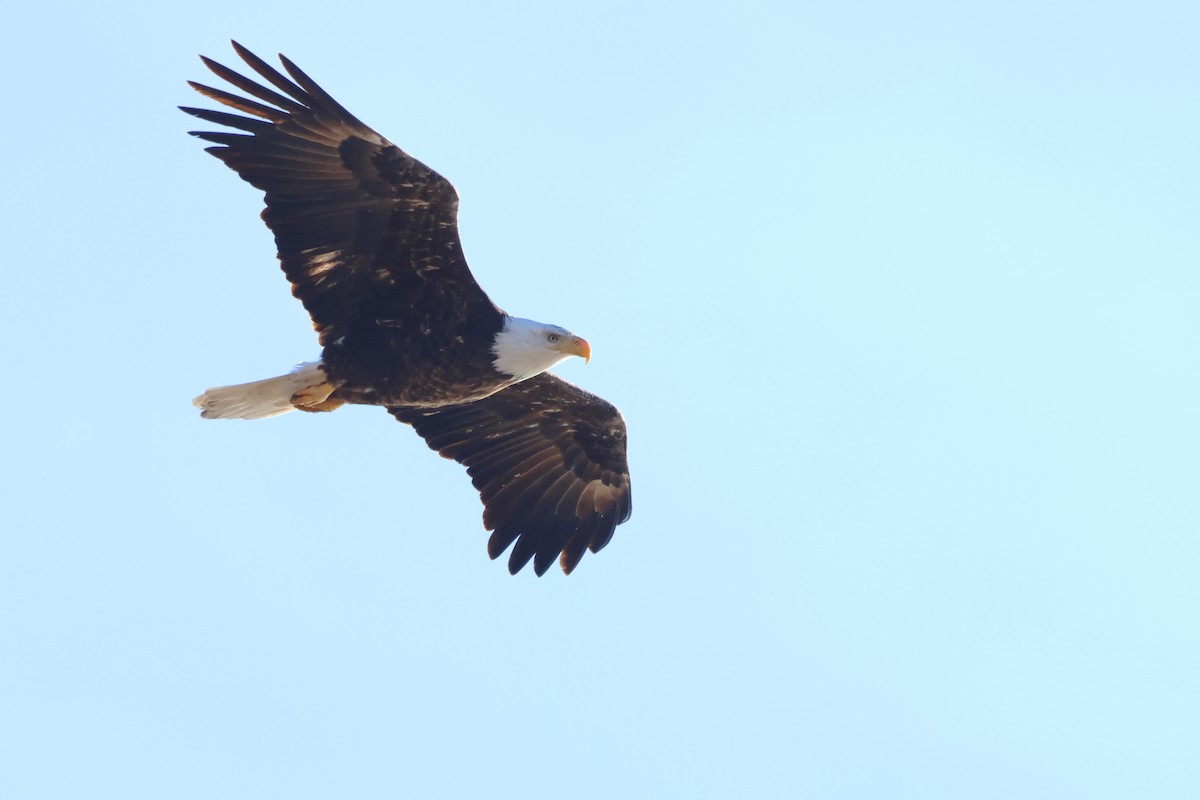 Bald Eagle - ML616676785