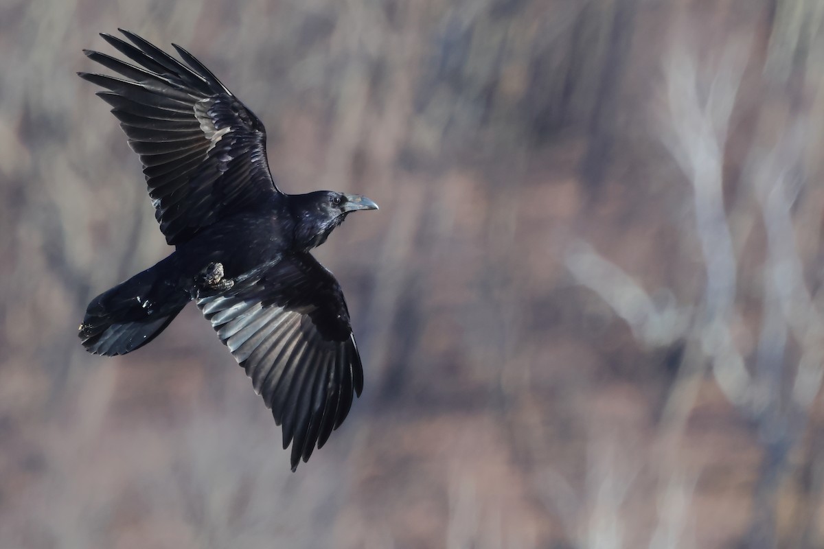 Common Raven - ML616676823