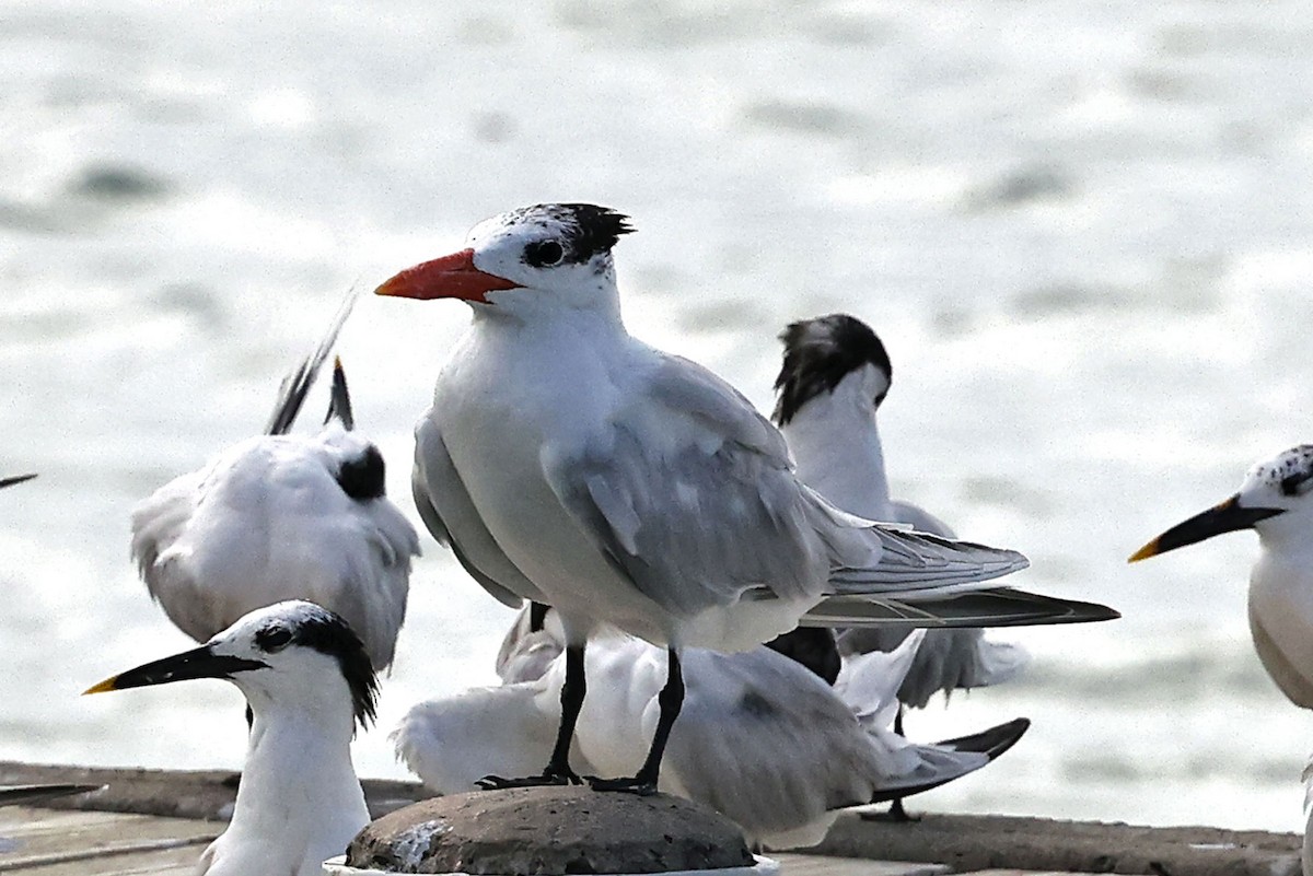 Royal Tern - ML616676836