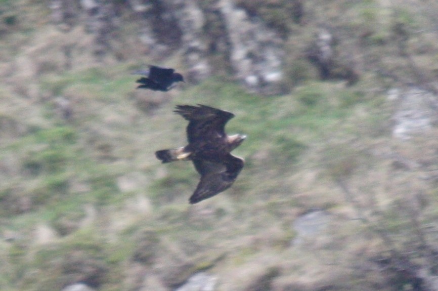 Águila Real - ML616676855