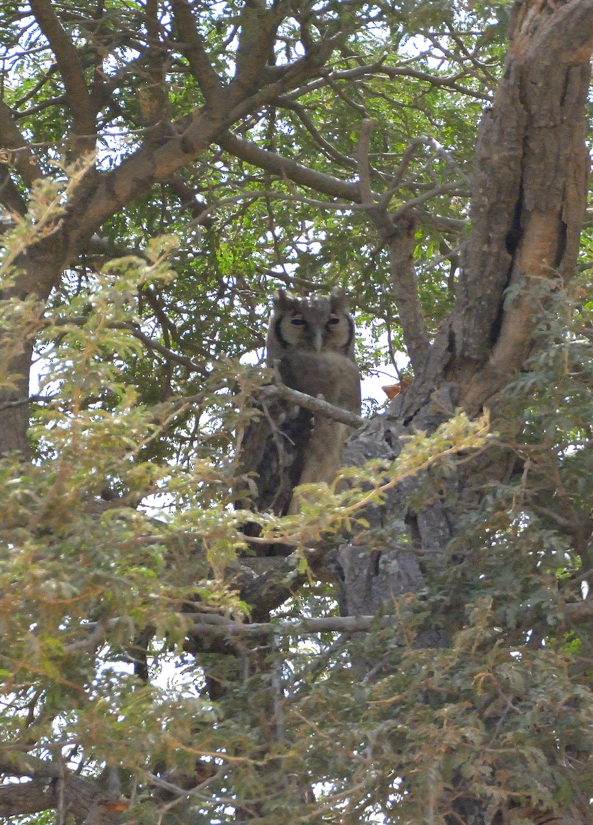 Verreaux's Eagle-Owl - ML616676901