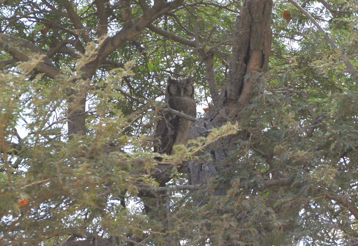 Verreaux's Eagle-Owl - ML616676902