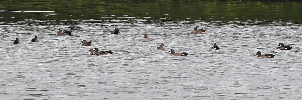 Blue-winged Teal - ML616676919