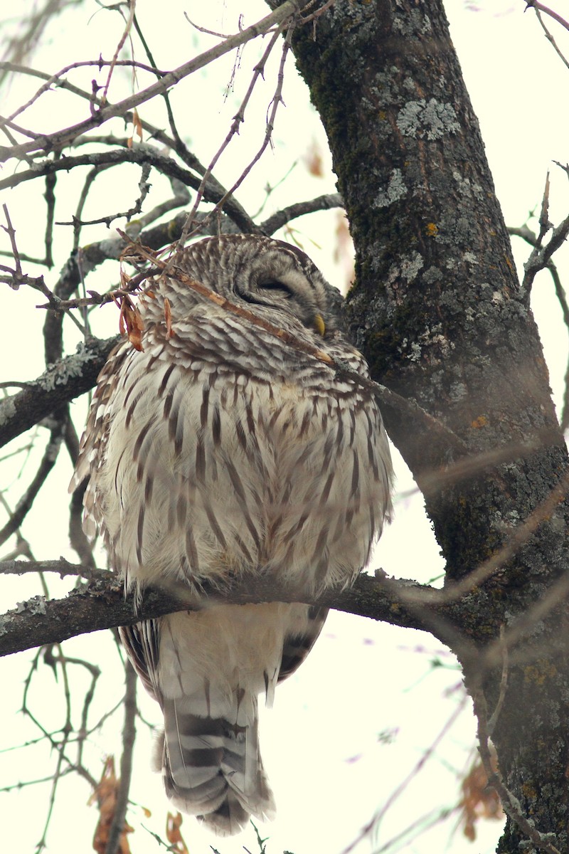 Barred Owl - ML616676976