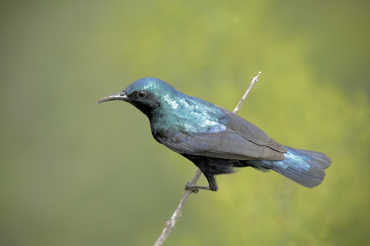 Purple Sunbird - Khalifa Al Dhaheri