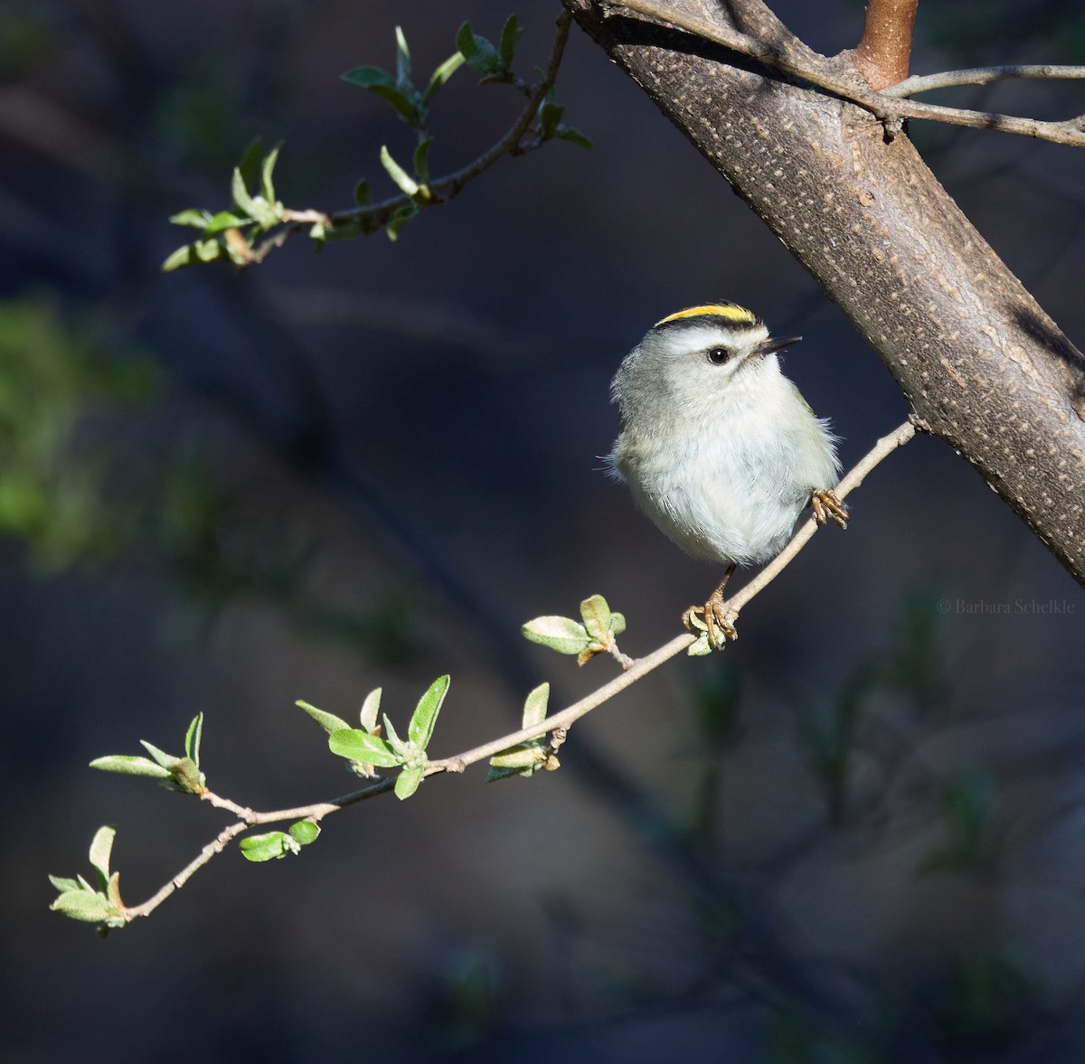 Golden-crowned Kinglet - ML616677103