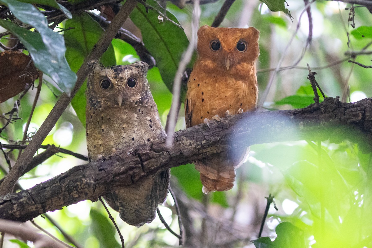 Sokoke Scops-Owl - ML616677117