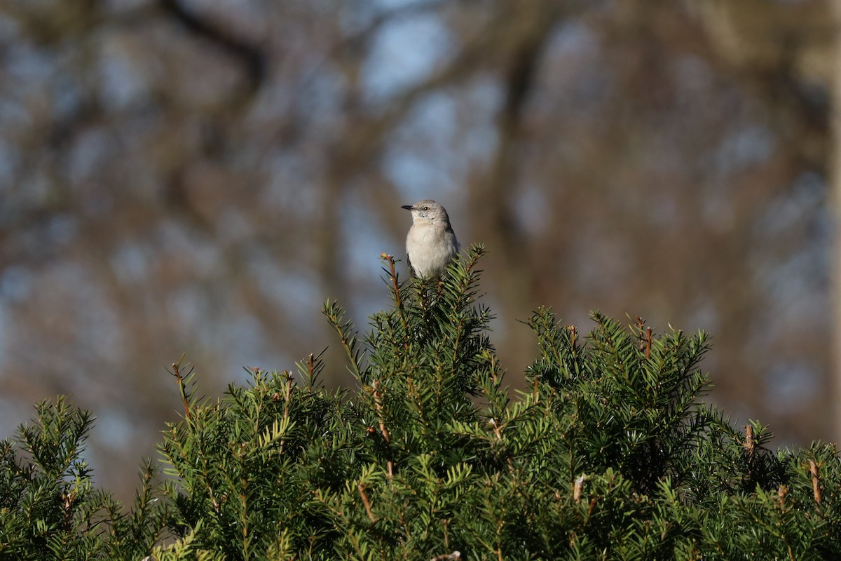 Northern Mockingbird - Nate L-S