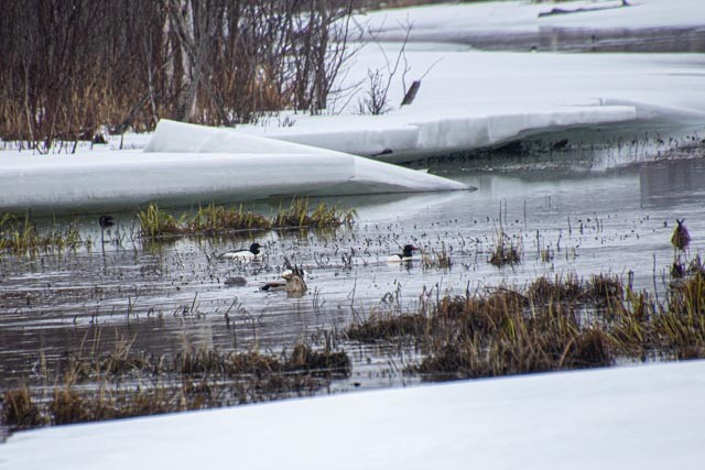Common Merganser - ML616677163