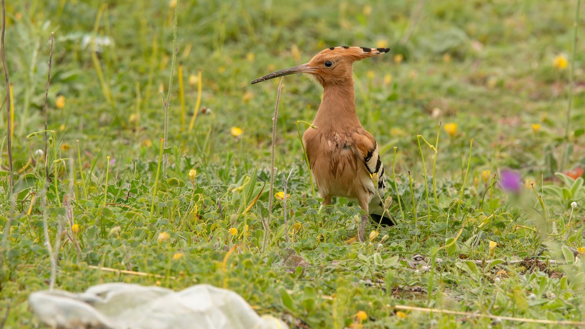 Common Hoopoe (Eurasian) - Fernando Portillo de Cea