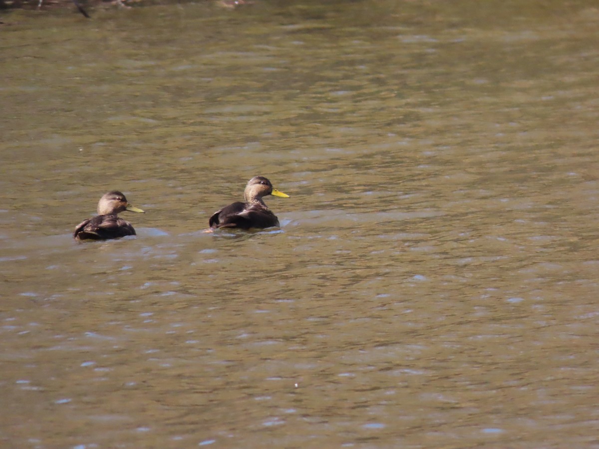 American Black Duck - Sandy Morrissey