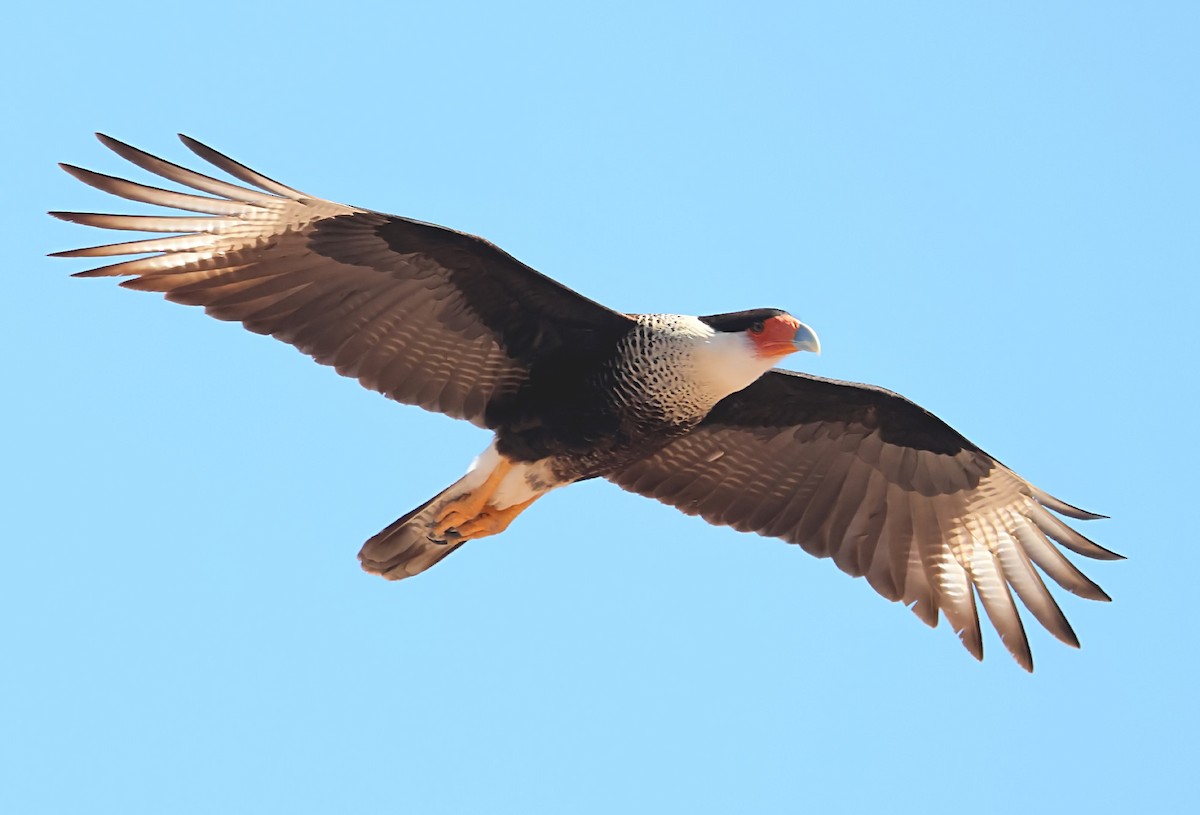 Caracara huppé (cheriway) - ML616677196